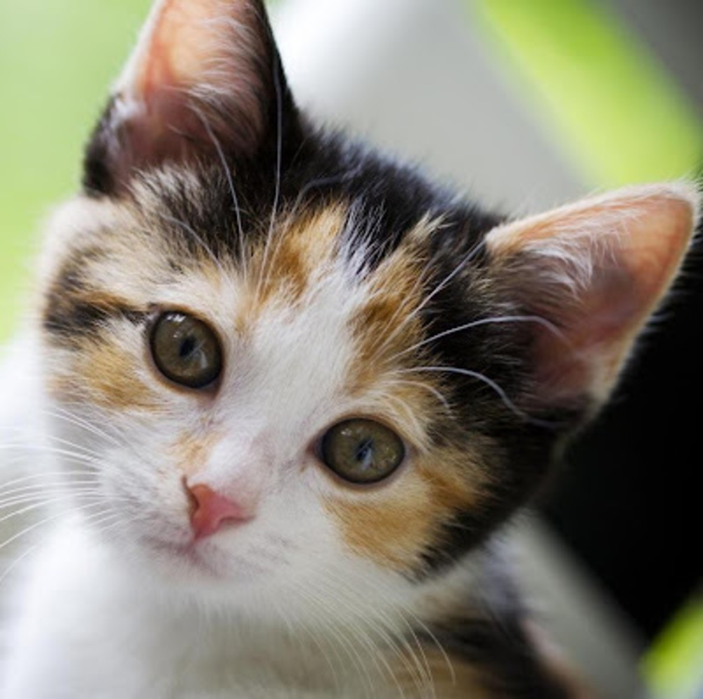 Meet your Posher, Lady